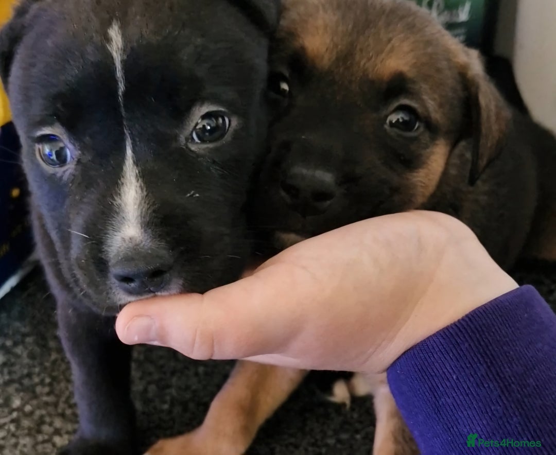 Mixed Breed dogs for sale: 2 beautiful female puppys  - Image 3