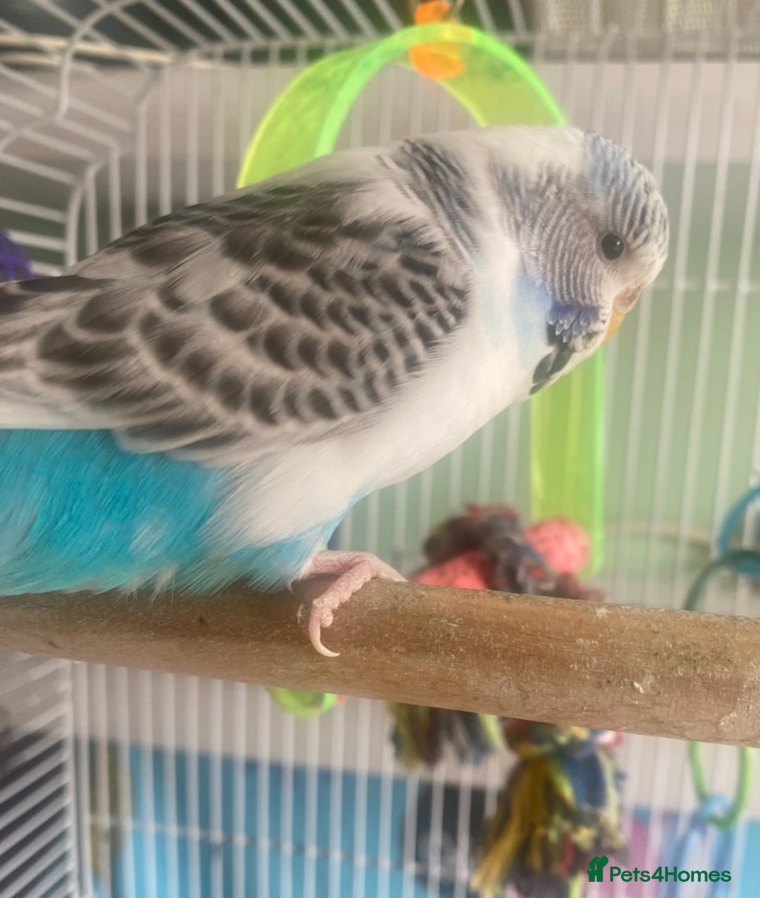 Budgerigars birds for sale: Snowy. Female Budgie. With cage. 5 years old.  - Image 7