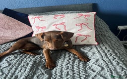 Patterdale Terrier dogs for sale: Female Patterdale Pup - Image 2