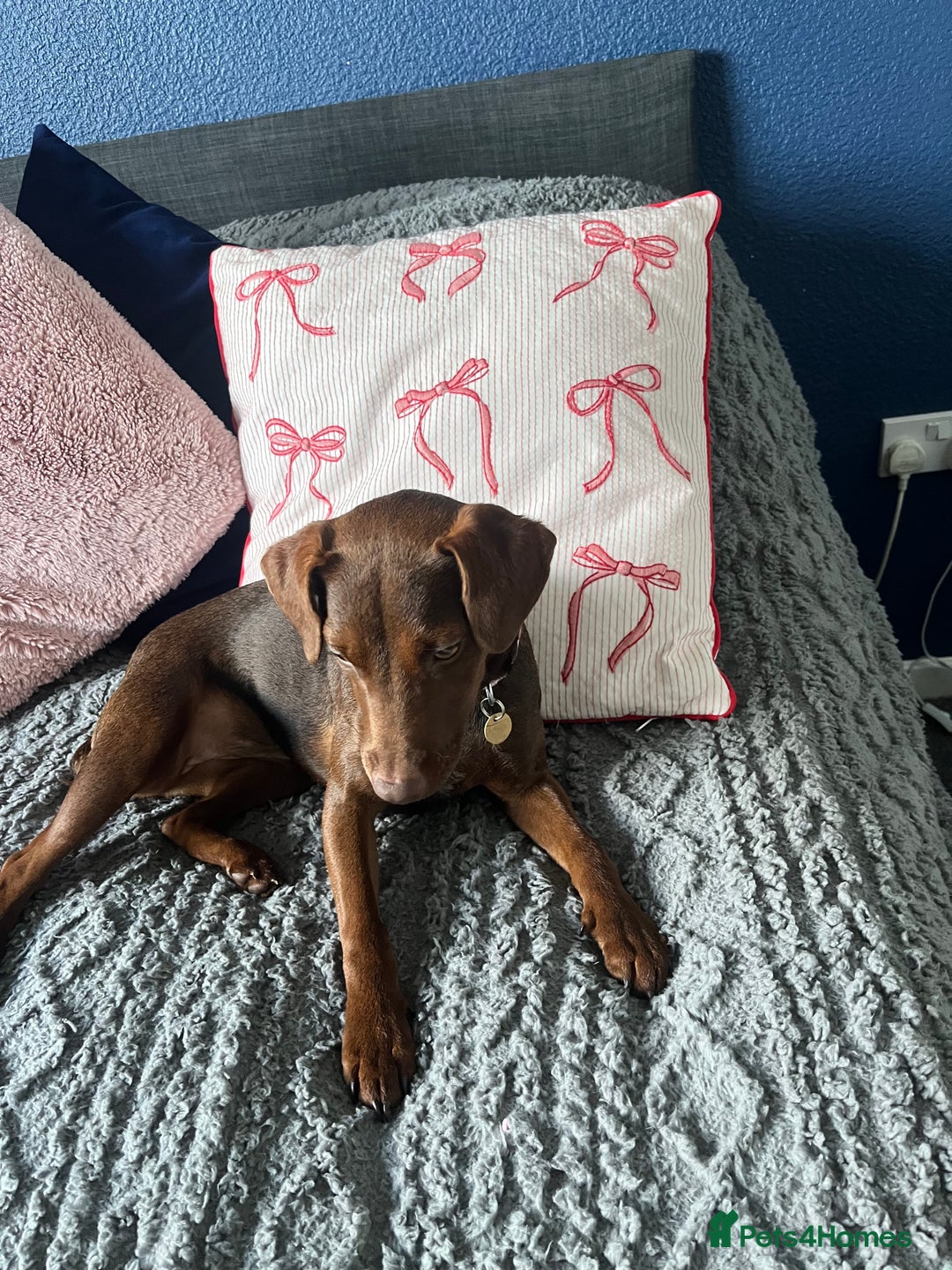 Patterdale Terrier dogs for sale: Female Patterdale Pup - Image 2