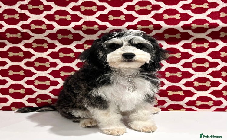 Cockapoo dogs - Advert 15