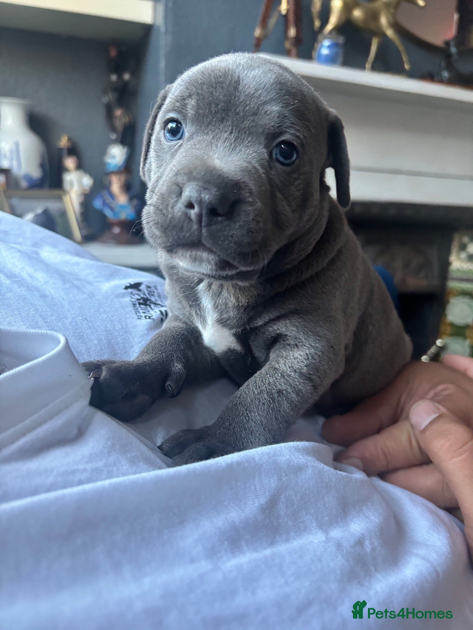 Staffordshire Bull Terrier dogs Staffordshire Bull Terrier pups - Advert 6