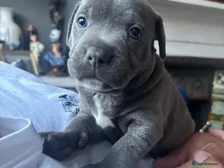 Staffordshire Bull Terrier dogs Staffordshire Bull Terrier pups - Advert 6