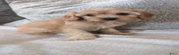 Cavapoo dogs for sale: Adorable F1 Cavapoos puppies  - Advert 10