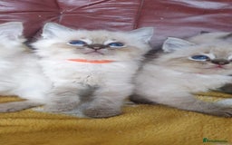 Ragdoll cats for sale: Stunning GCCF Registered Ragdoll Kittens. - Image 4