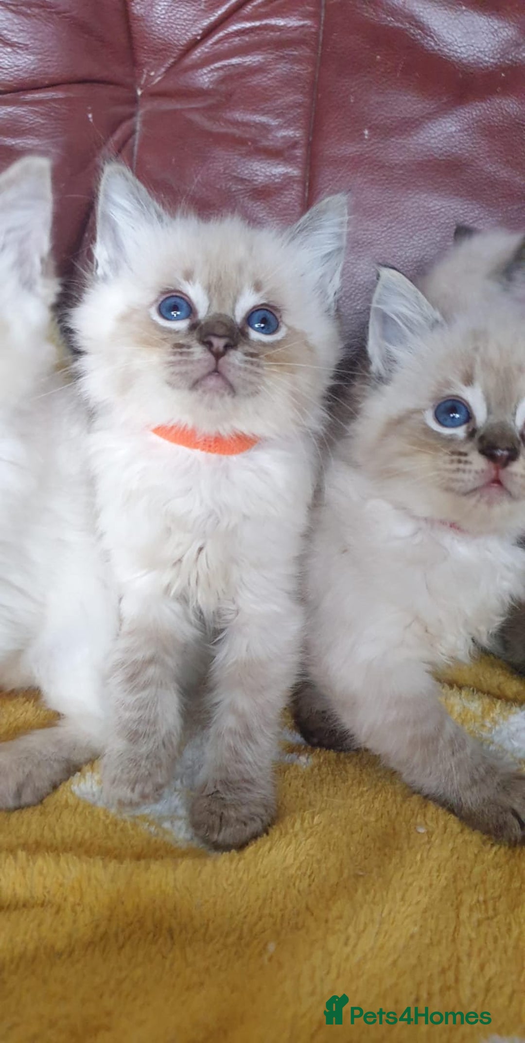 Ragdoll cats for sale: Stunning GCCF Registered Ragdoll Kittens. - Image 4