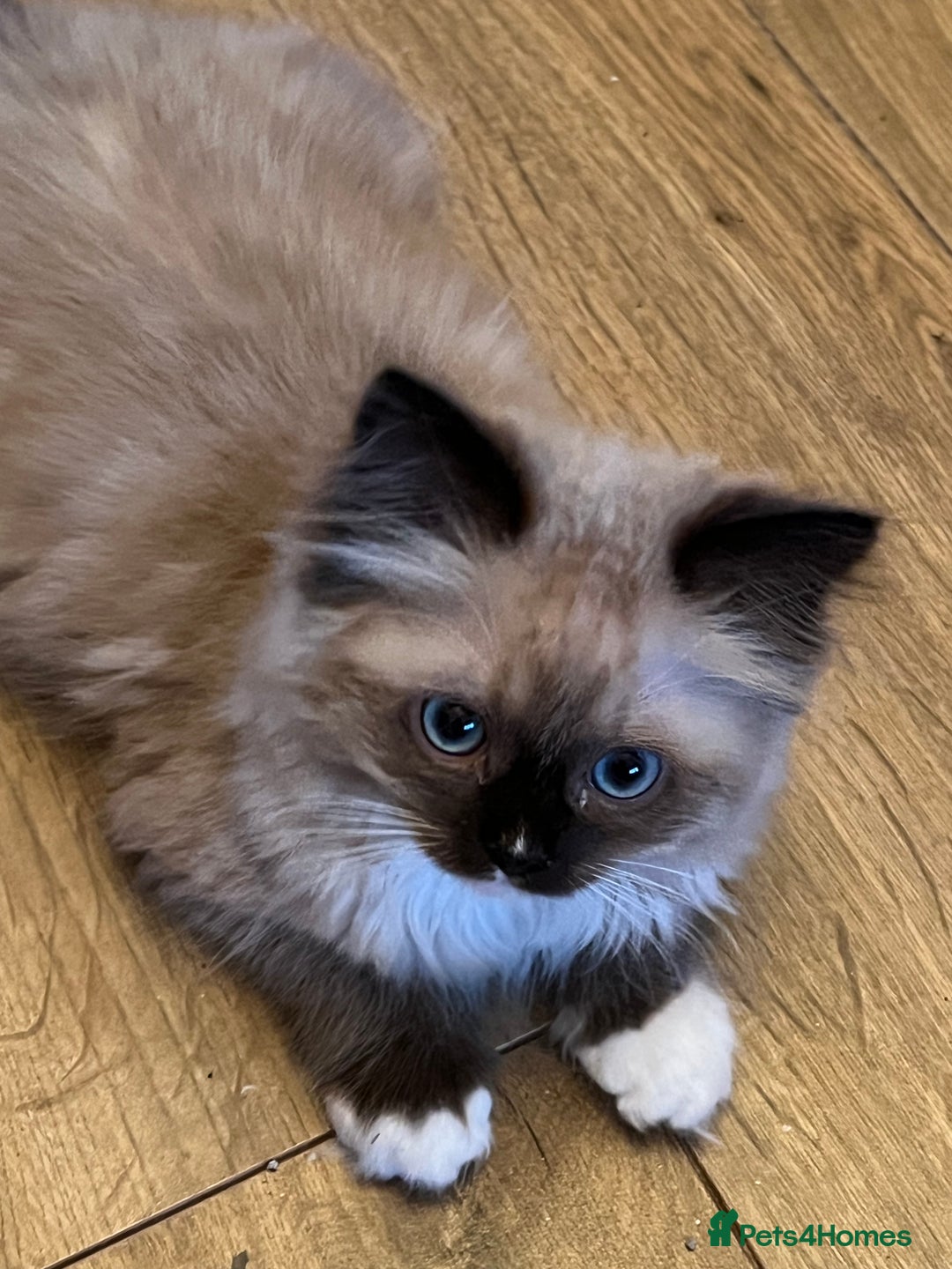 Ragdoll cats for sale: Beautiful Ragdoll kittens  - Image 12