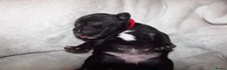 Staffordshire Bull Terrier dogs for sale: KC Staffords | Blue & Black | Champion Bloodlines - Advert 9