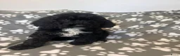 Sproodle dogs for sale: Beautiful F1 Sproodles ready to leave 2 remaining  - Advert 9