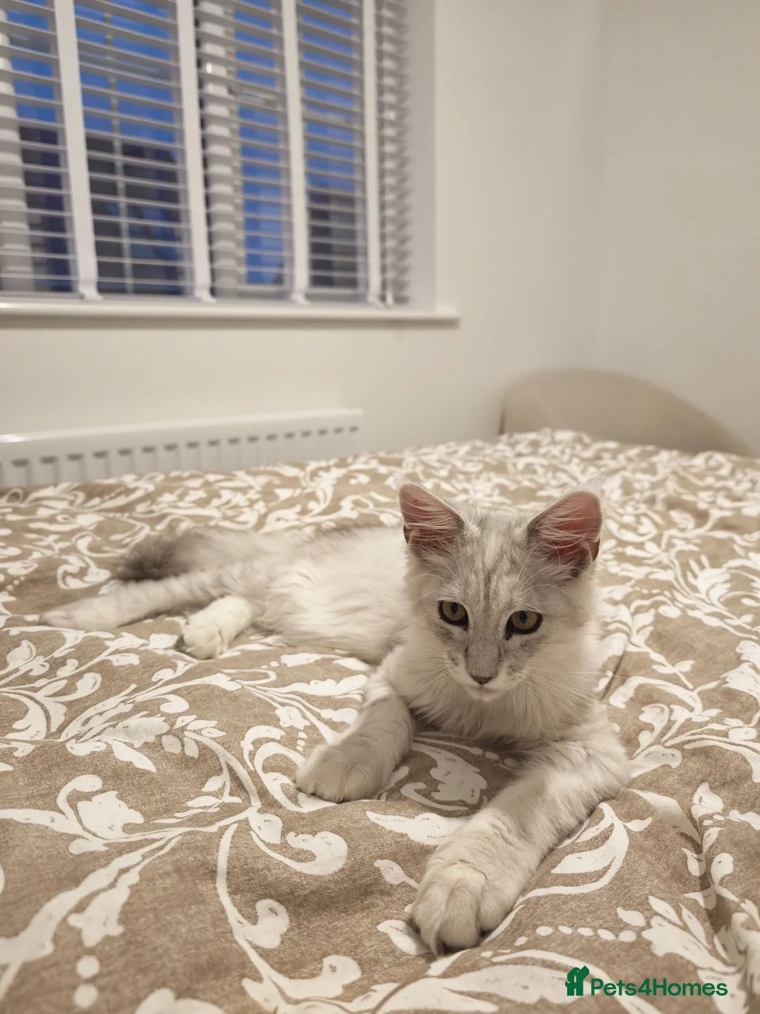 Maine Coon cats for sale: Maine Coon Silver black ticked tabby - Advert 9