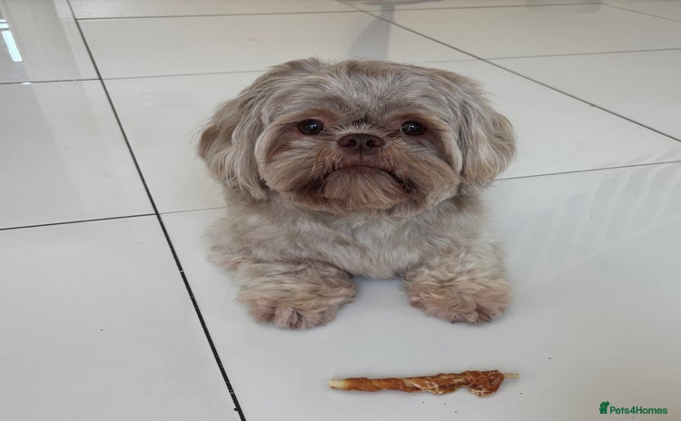 Shih Tzu dogs - Advert 12