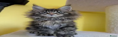 Maine Coon Kitten