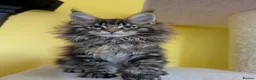 Maine Coon cats for sale: TICA Registered Maine Coon Kitten  - Advert 1