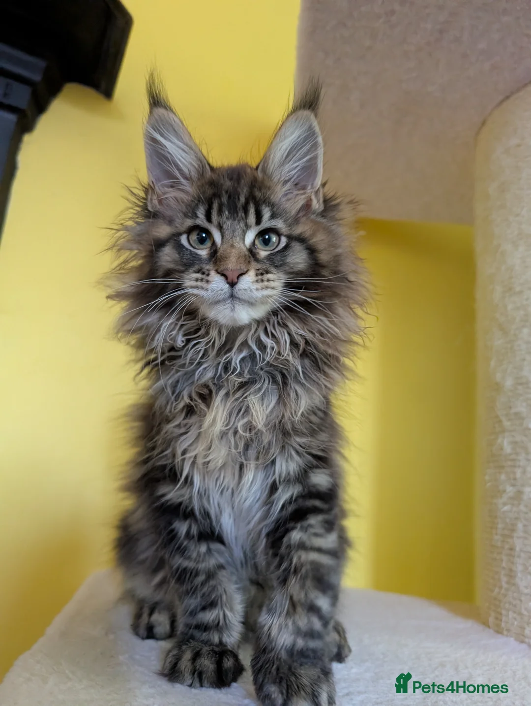Maine Coon cats for sale: TICA Registered Maine Coon Kitten  - Advert 1