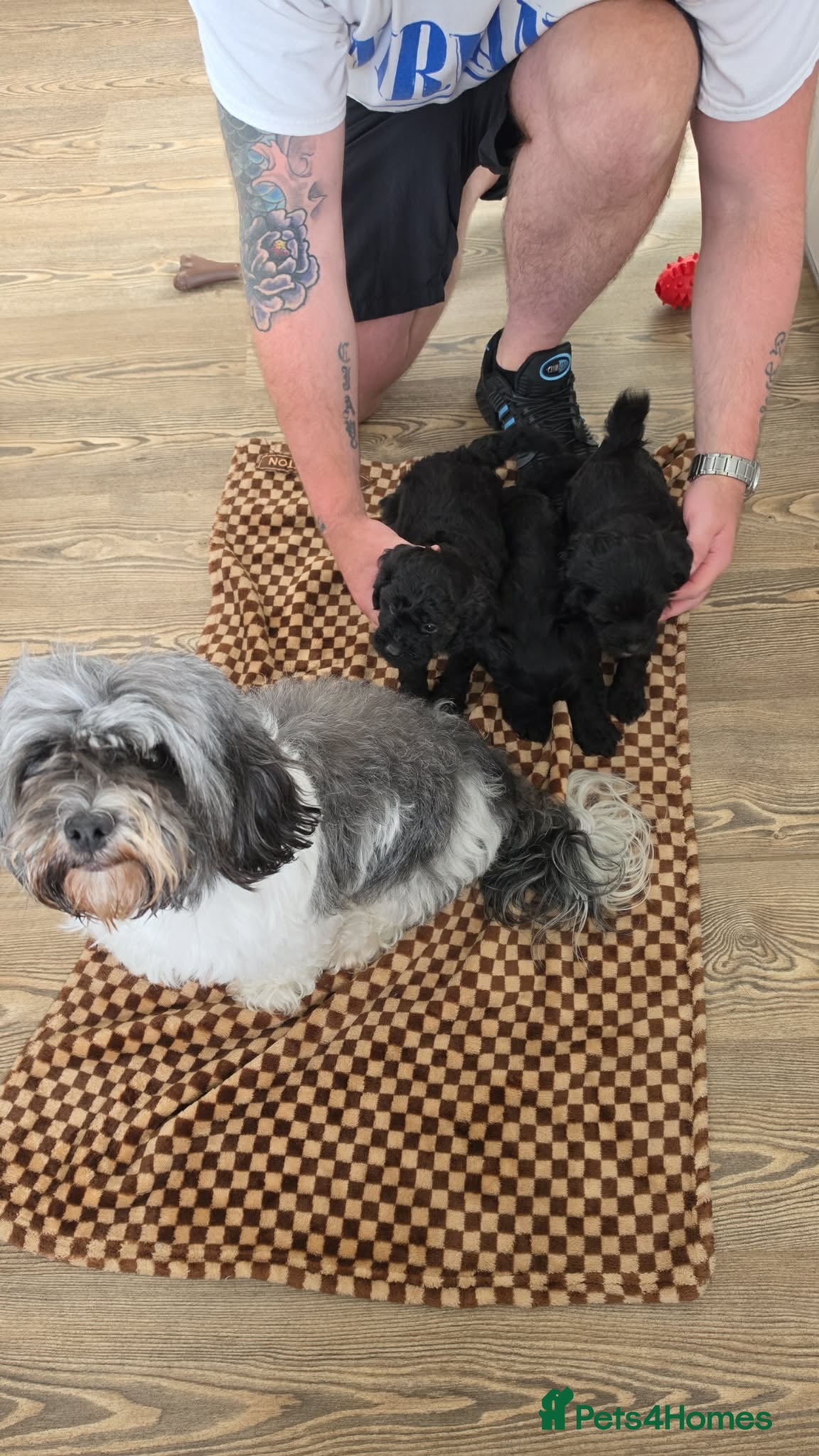 Mixed Breed dogs Cockashihpoos  - Advert 1