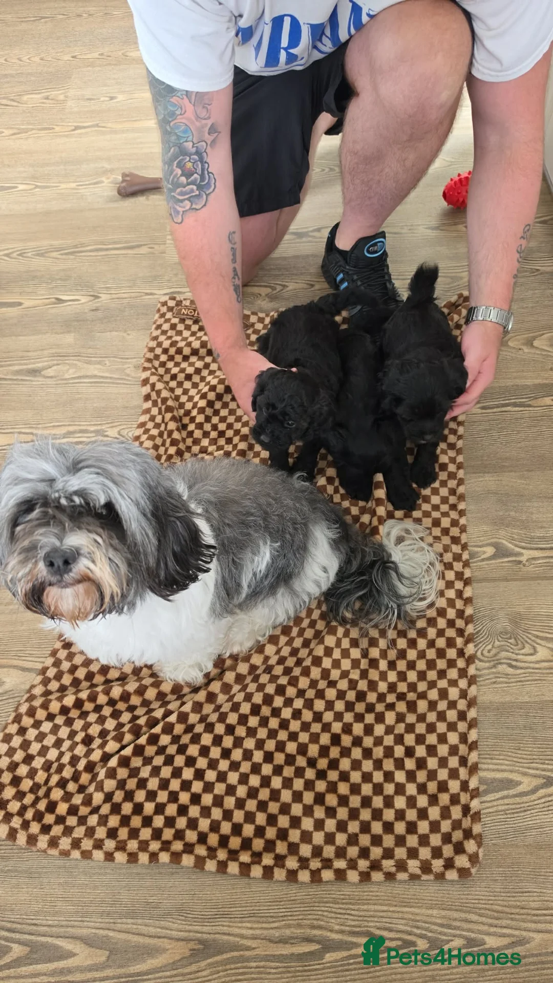 Mixed Breed dogs for sale: Cockashihpoos  - Advert 1