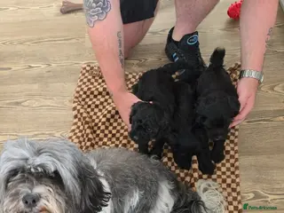 Mixed Breed dogs Cockashihpoos - Advert 5