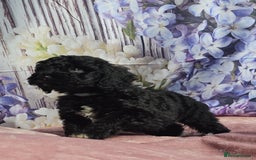 Cockapoo dogs for sale: sable & phantom & tri colour cockapoo puppies  - Image 34