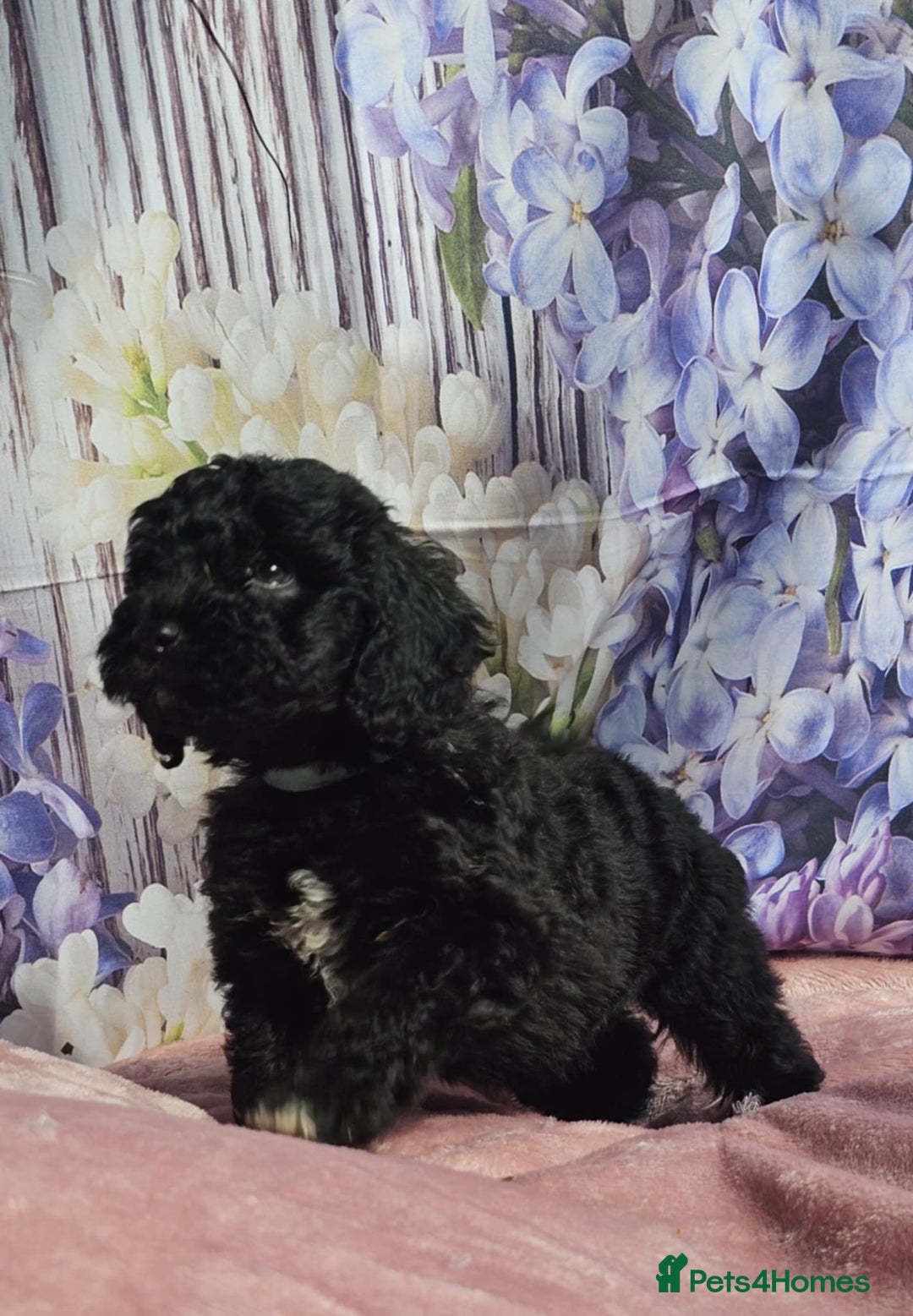 Cockapoo dogs for sale: sable & phantom & tri colour cockapoo puppies  - Image 34
