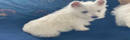 West Highland Terrier dogs for sale: Royal kennel club registered west highland white  - Advert 11