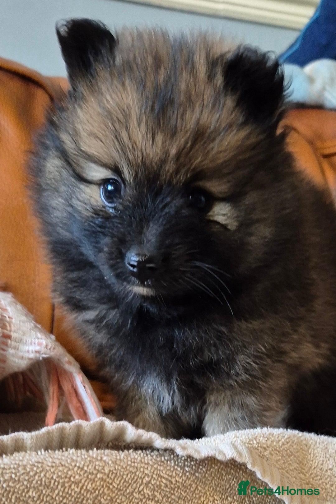 Pomeranian dogs for sale: Beautiful little pomeranians - Advert 5