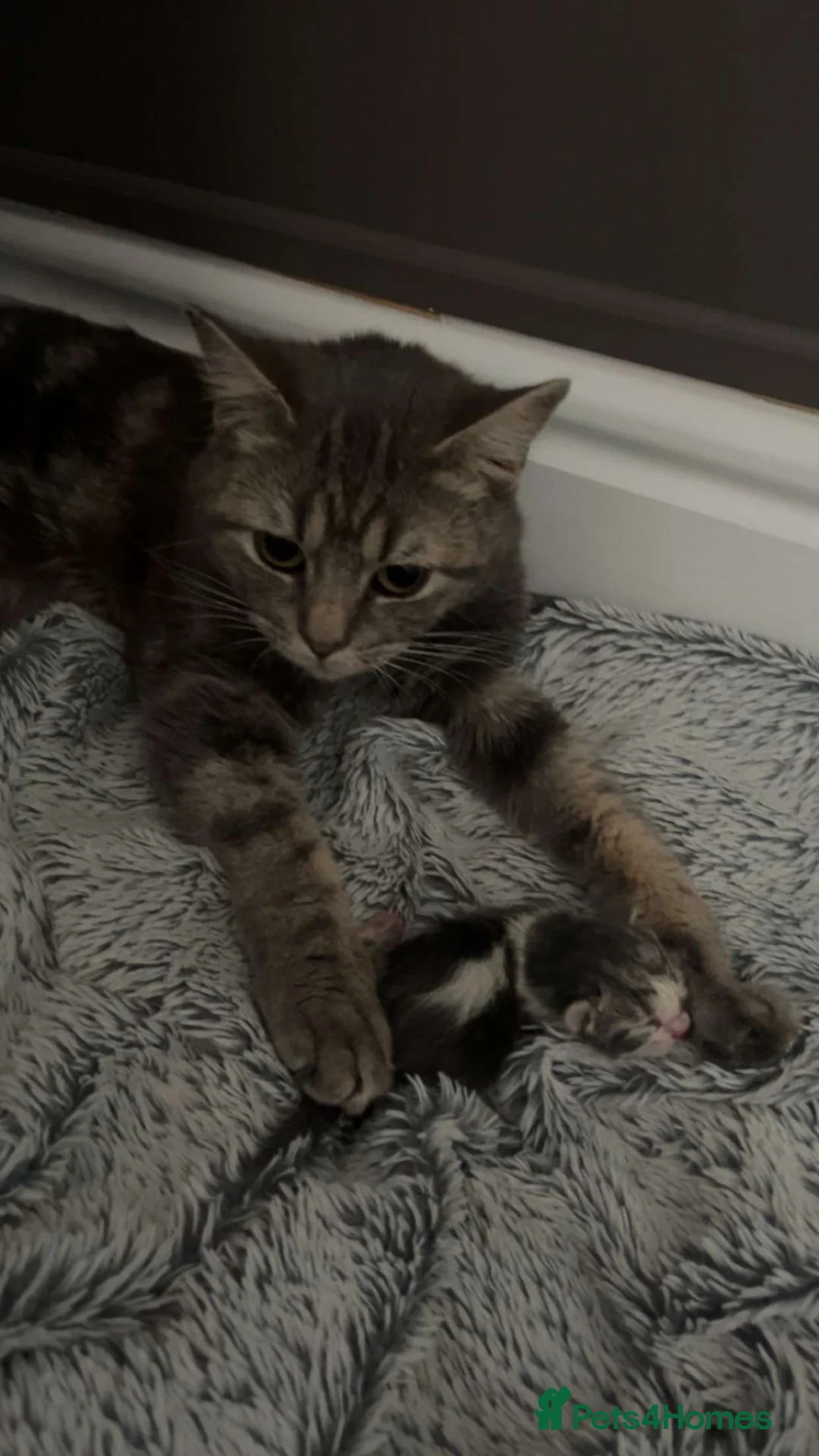 British Shorthair cats for sale: Beautiful girl kitten in Coventry - Advert 1