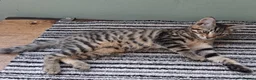 British Shorthair cats for sale: 4 Little Spotty Tigers  - Advert 13