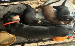 Miniature Dachshund dogs for sale: REDUCED. KC:reg Two Boys Smooth  - Image 22