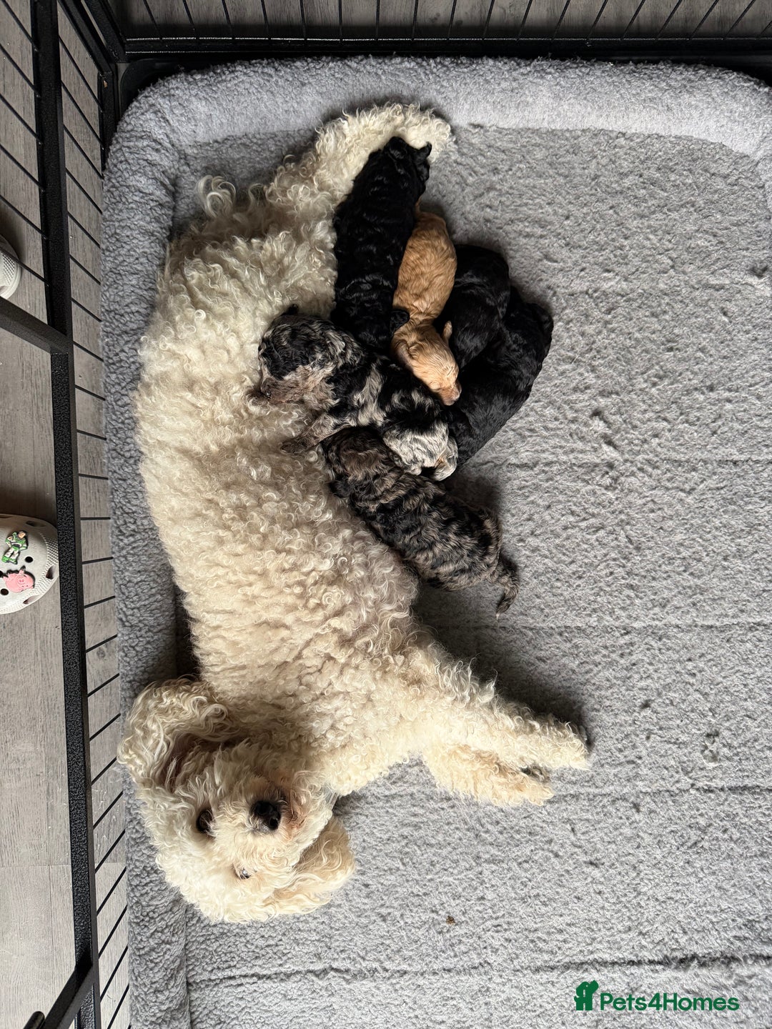 Miniature Poodle dogs for sale: Mini poodle  - Image 2