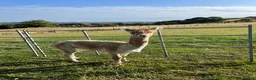 Alpaca livestock for sale: BAS registered male Alpaca for sale - Advert 7