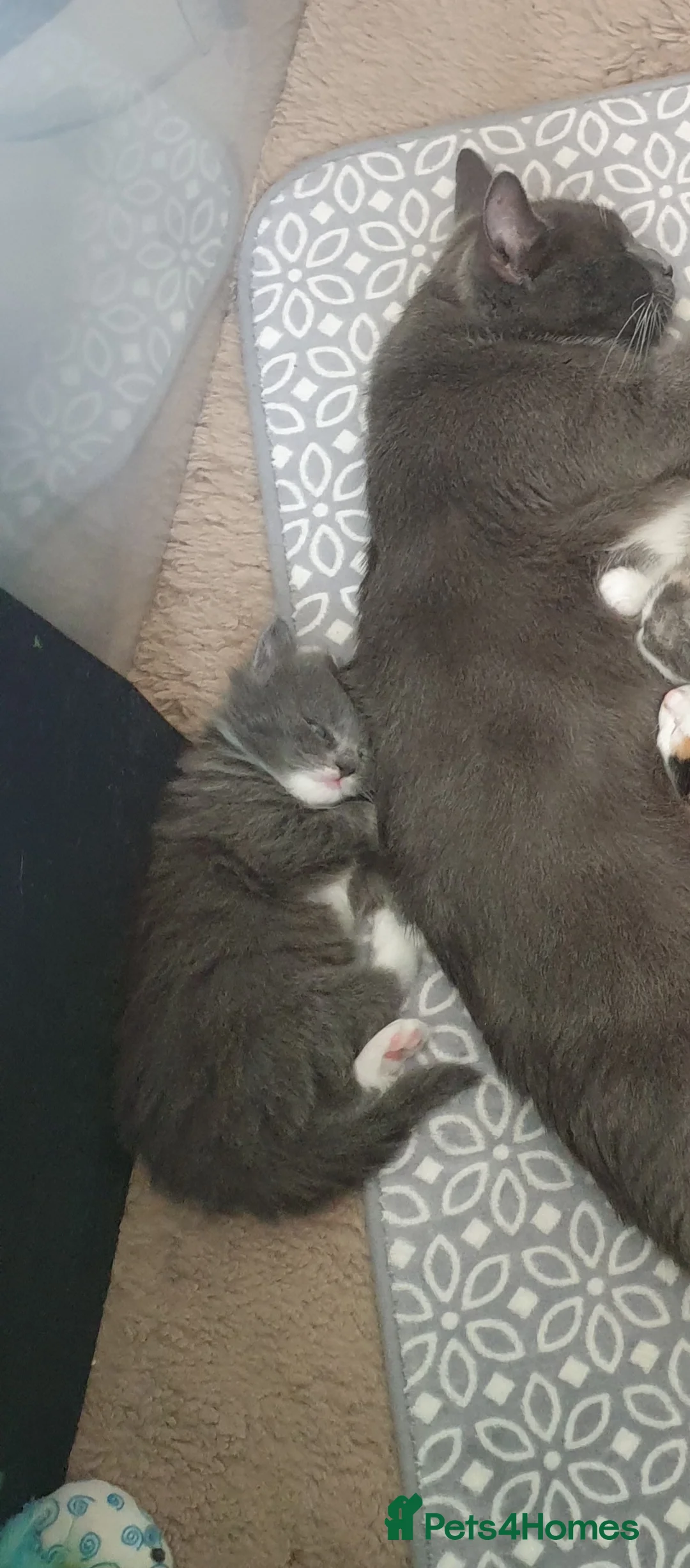 Mixed Breed cats for sale: Mixed breed beautiful girl  - Advert 2