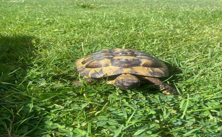 Hermann Tortoise reptiles - Advert 1