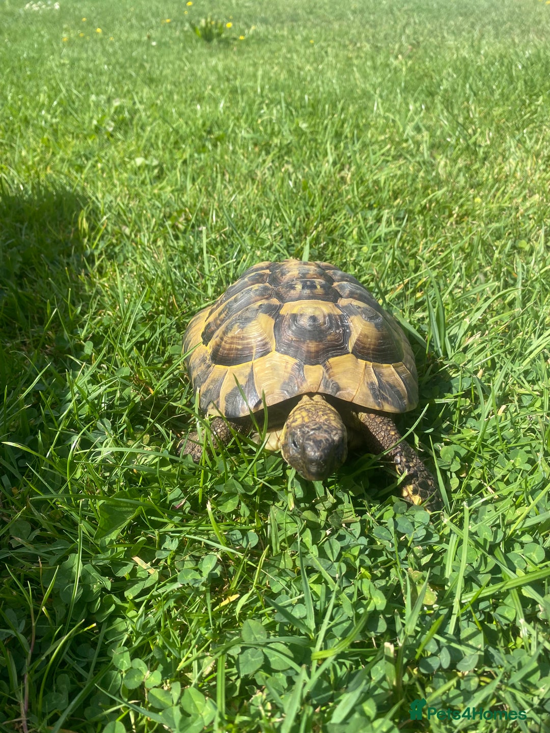 Hermann Tortoise reptiles for sale: Male, Herman tortoise and cage  - Image 1
