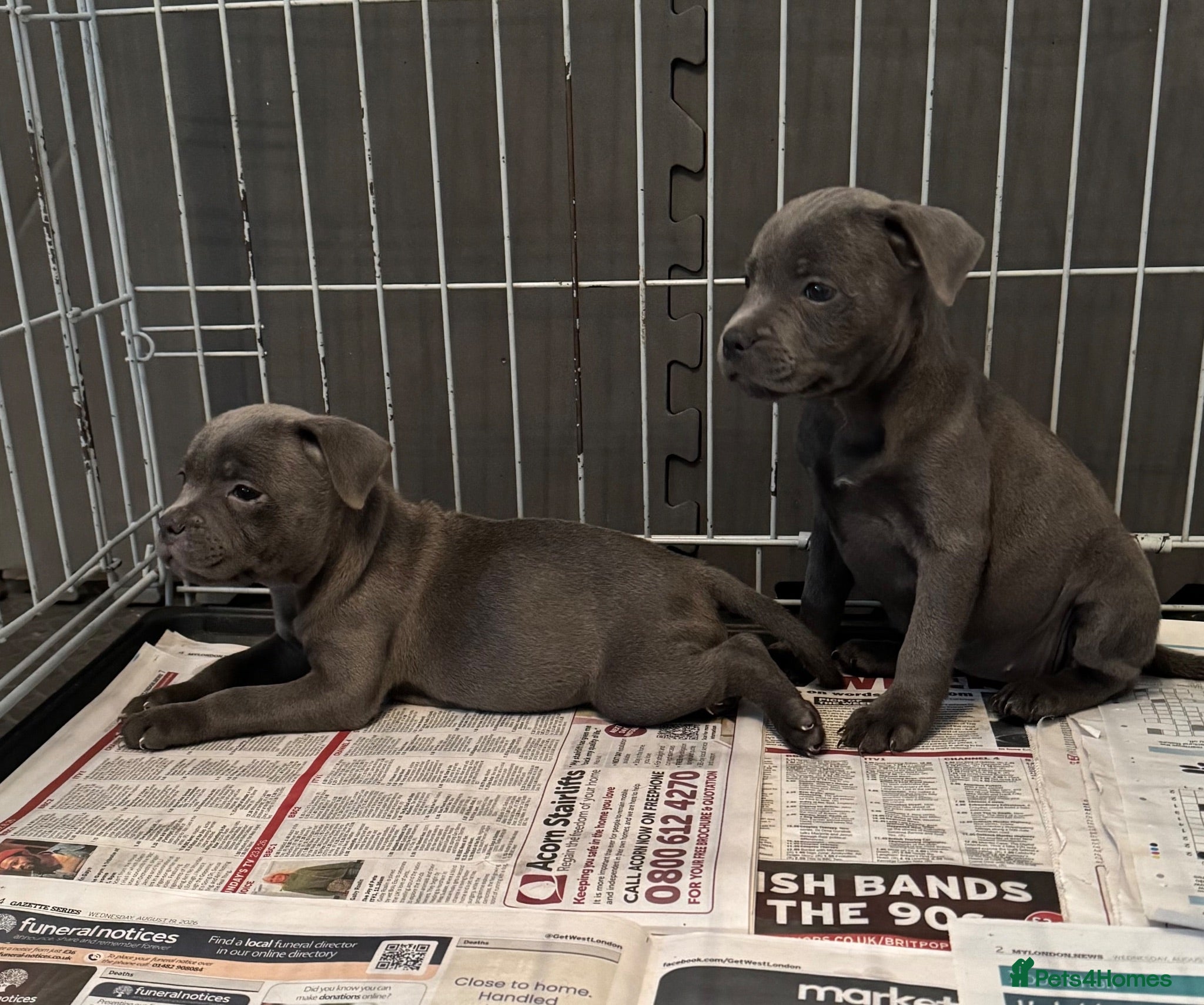 Staffordshire Bull Terrier dogs Blue Staffordshire Bull Terrier - READY NOW - Advert 13