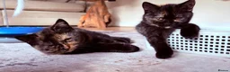 British Shorthair cats for sale: 2 BSH GIRLS - gccf reg - £700 for both together   - Advert 18