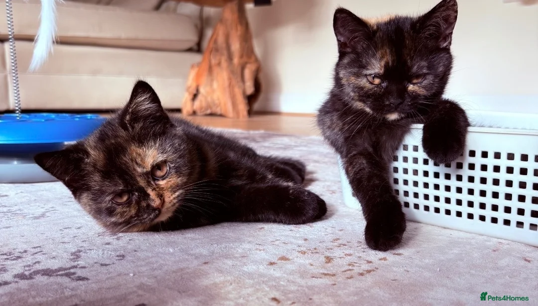 British Shorthair cats for sale: 2 BSH GIRLS - gccf reg - £700 for both together   - Advert 18