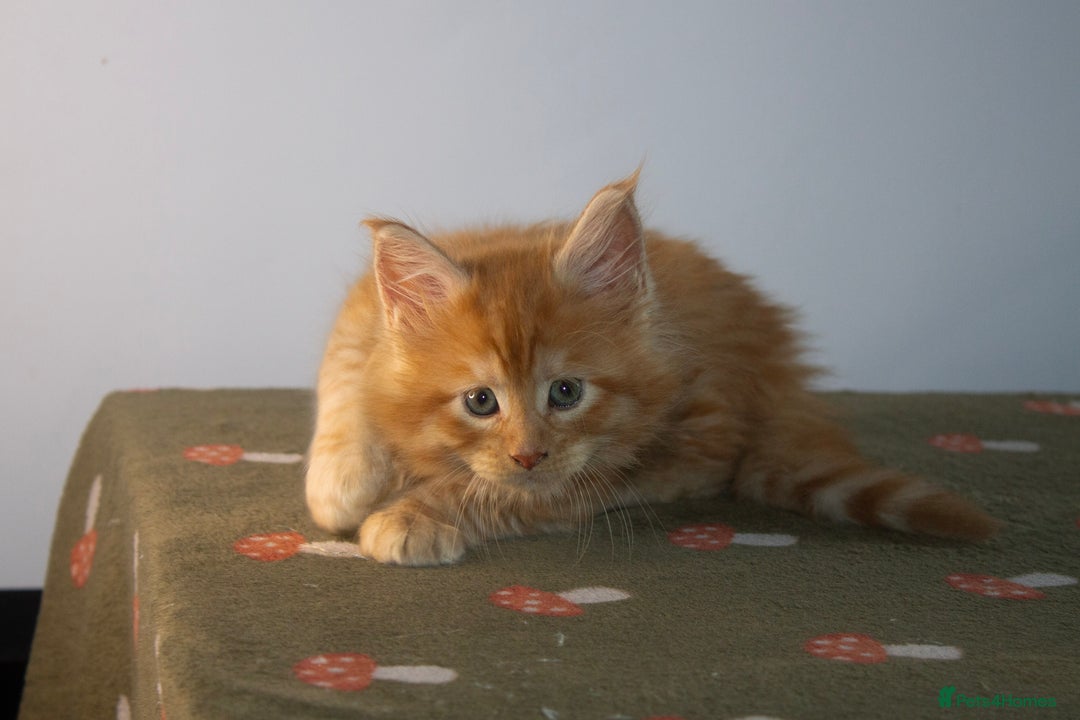 Maine Coon cats for sale: Gorgeous TICA-Registered Maine Coon Kittens! - Advert 18