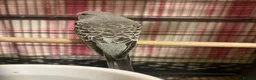 Budgerigars birds for sale: Baby Budgies’s for sale  - Advert 17