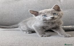 Russian Blue cats for sale: Russian blue babies looking for FOREVER homes - Image 19