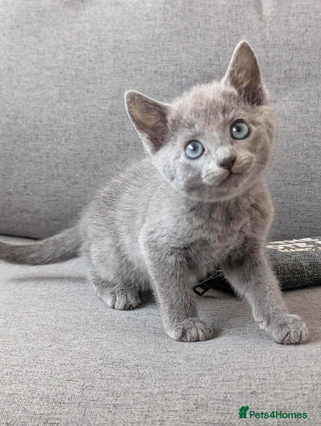 Russian Blue cats for sale: Russian blue babies looking for FOREVER homes - Image 19