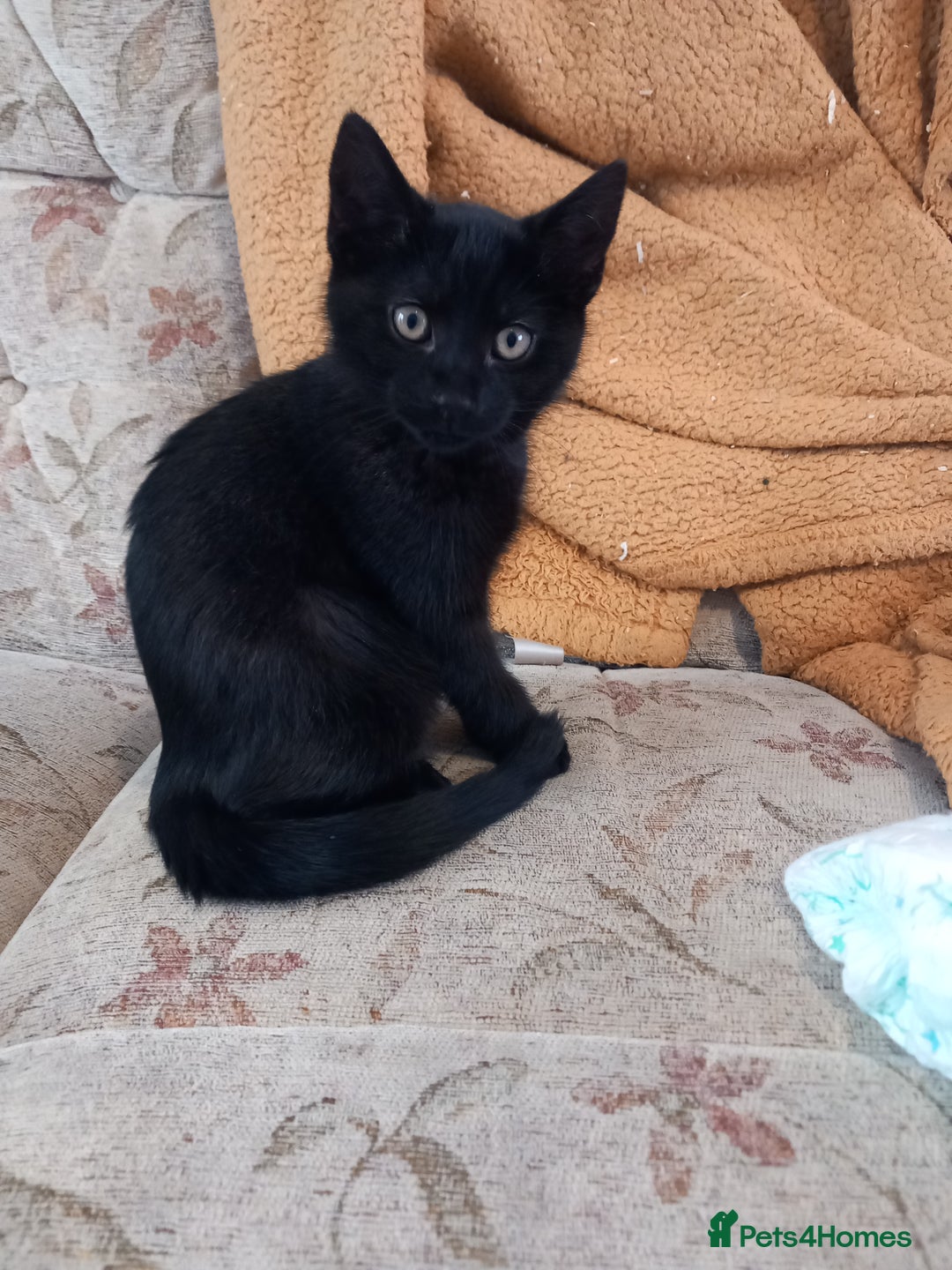 American Shorthair cats for sale: Kitten 4 months old - Advert 4