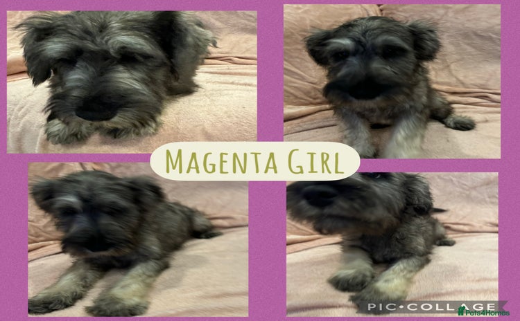 Miniature Schnauzer dogs REDUCED- only 2 boys&1girl- Mini Schnauzer Puppies - Advert 6