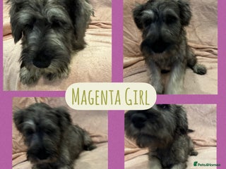 Miniature Schnauzer dogs REDUCED- only 2 boys&1girl- Mini Schnauzer Puppies - Advert 8