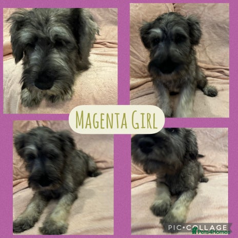 Miniature Schnauzer dogs REDUCED- only 2 boys&1girl- Mini Schnauzer Puppies - Advert 6