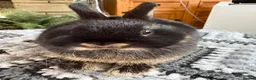 Netherland Dwarf rabbits for sale: Baby rabbits  - Advert 2