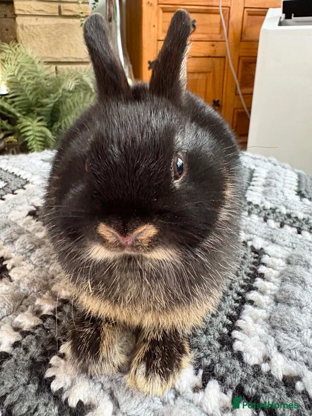 Netherland Dwarf rabbits for sale: Baby rabbits  - Advert 2