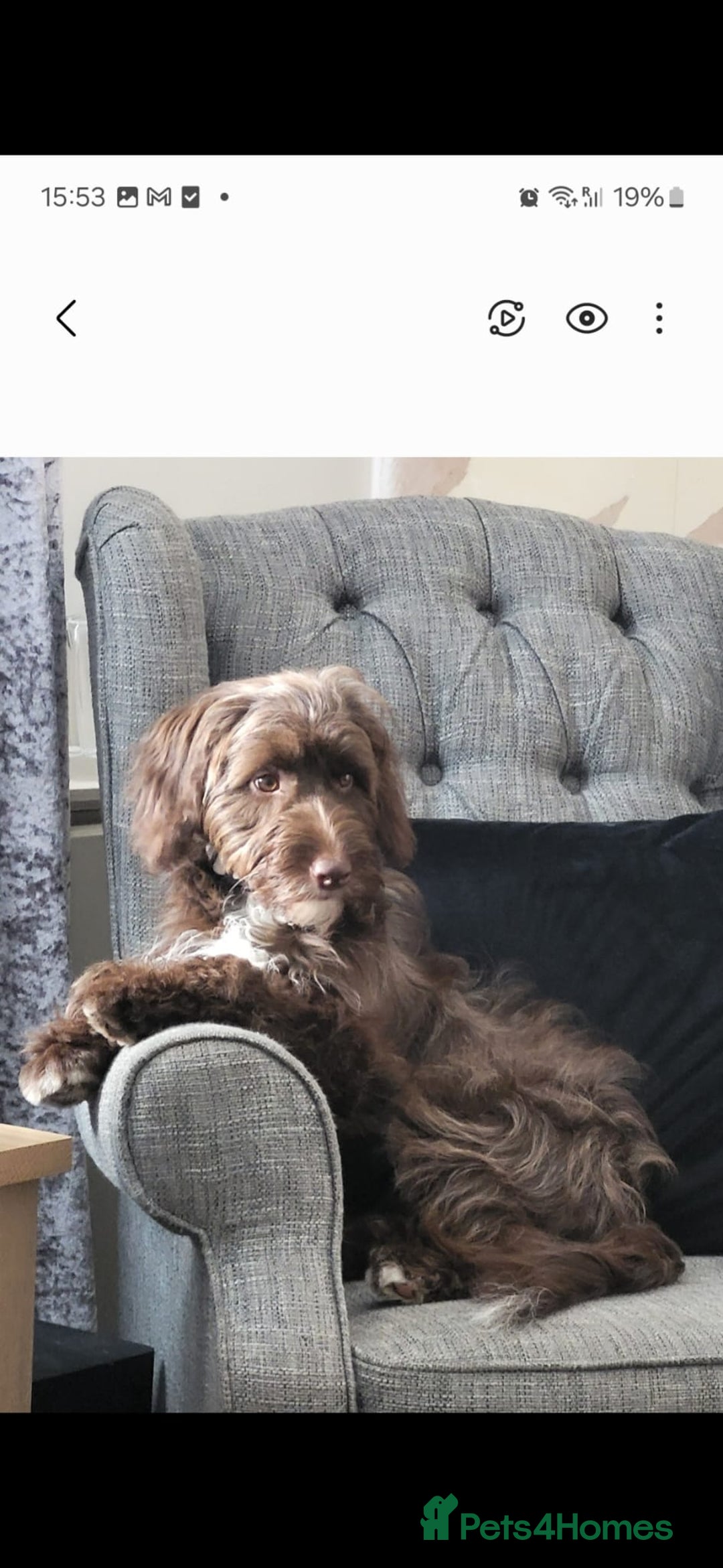 Bordoodle dogs for stud: Bordoodle 2yrs Old Stud - Image 3
