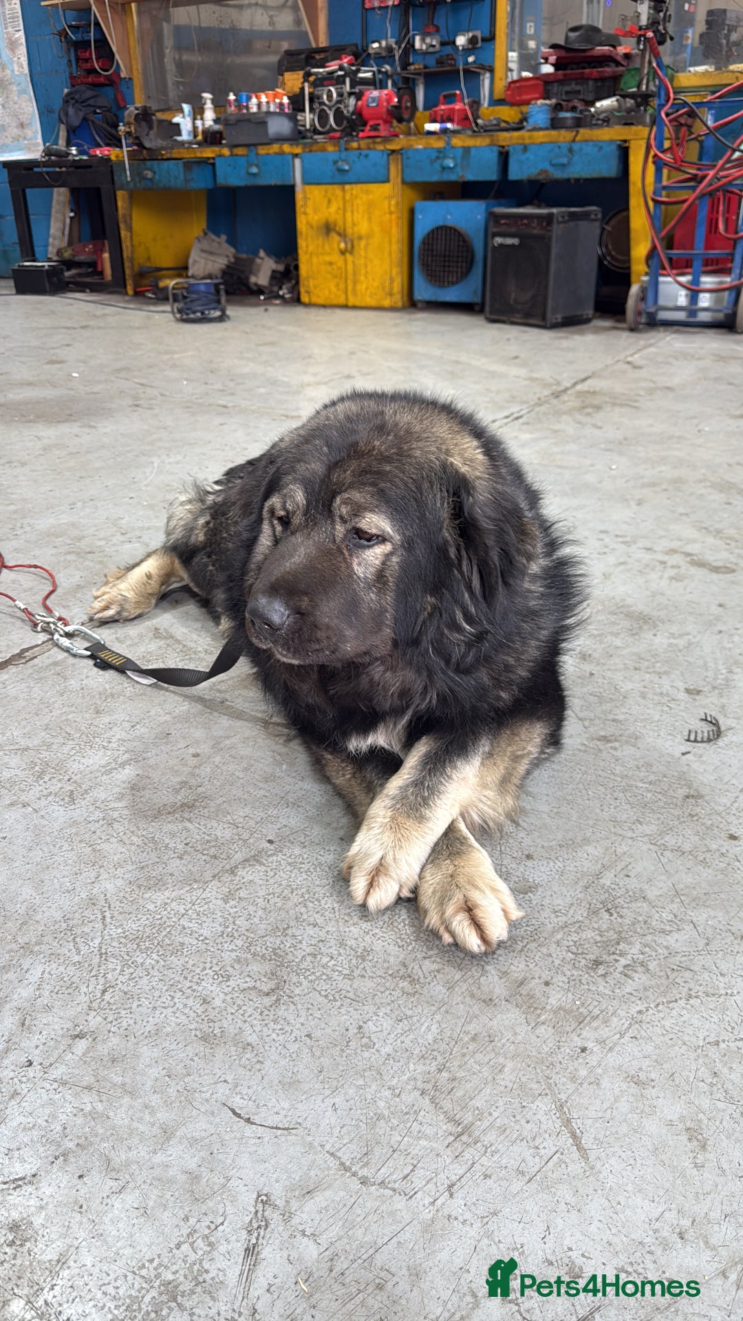 Caucasian Shepherd Dog dogs for sale:  ⭐️Caucasian shepherds⭐️puppies #bears big boned   - Image 3