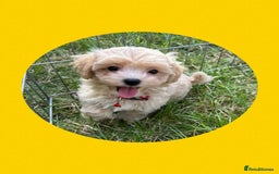 Maltipoo dogs for sale: F1 tiny Maltipoo’s  - Image 7