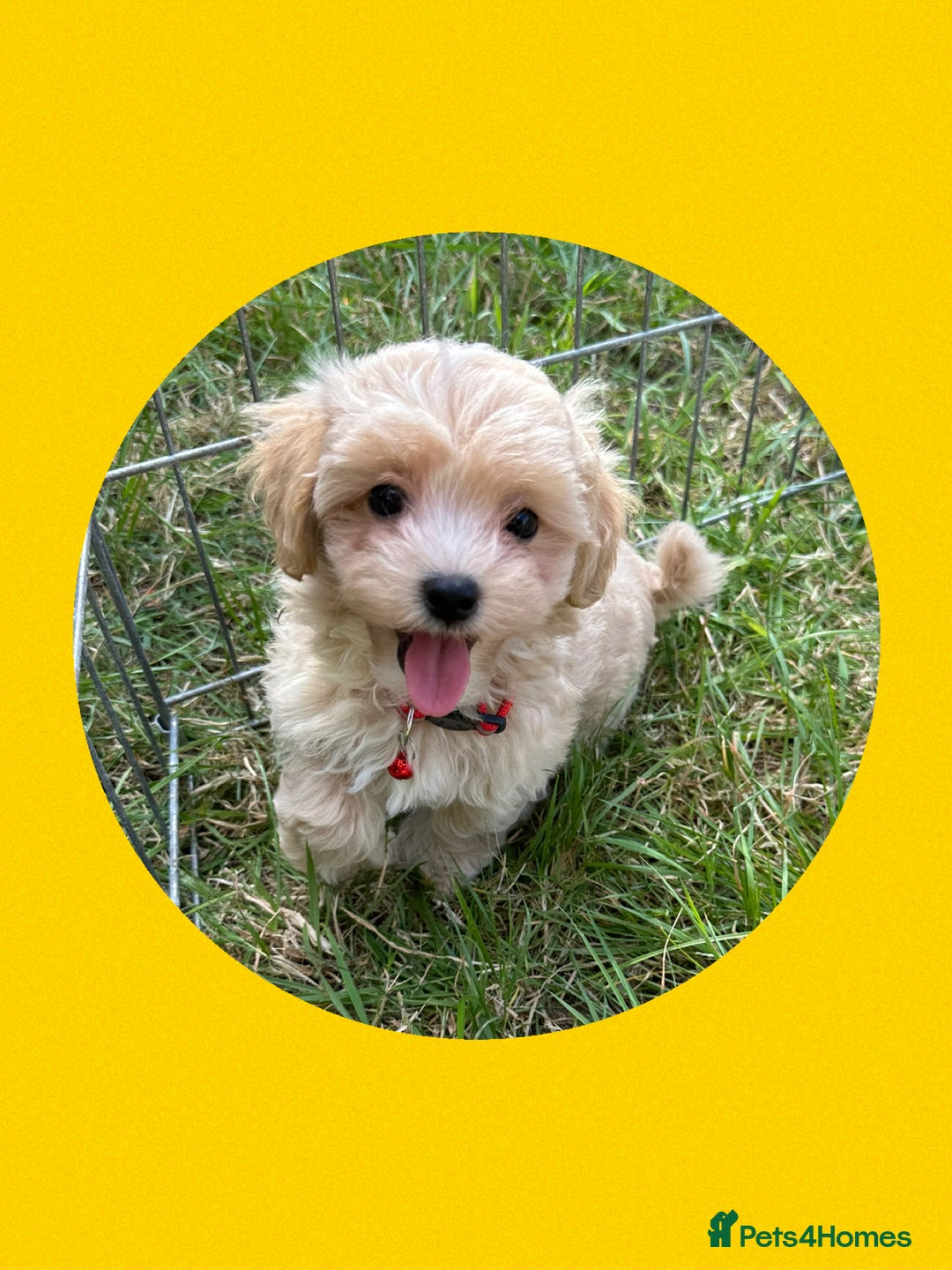 Maltipoo dogs for sale: F1 tiny Maltipoo’s  - Image 7